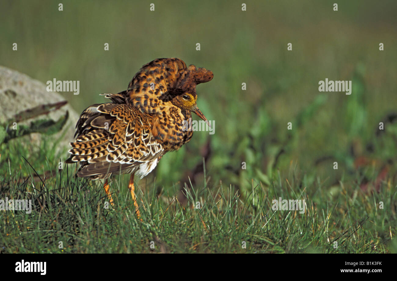 Ruff (Ruff (Philomachus pugnax) Sweden - Male displaying on lek - Extremely sexually dimorphic ) Sweden - Male displaying on lek Stock Photo