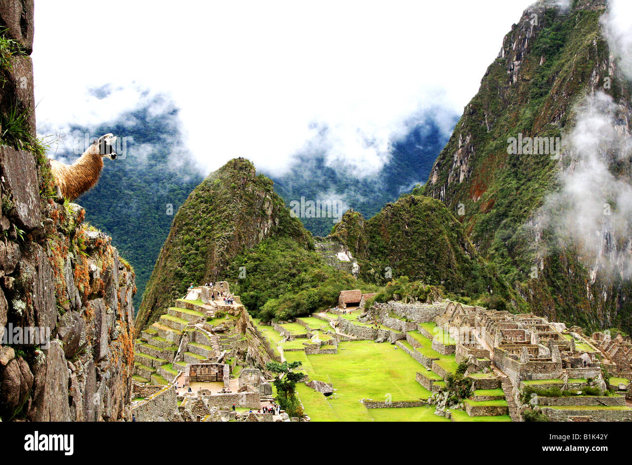 Llama overlooking Machu Picchu Stock Photo