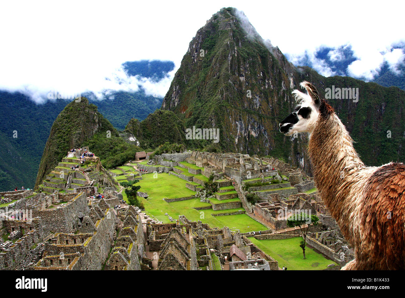 llama at Machu Picchu Stock Photo