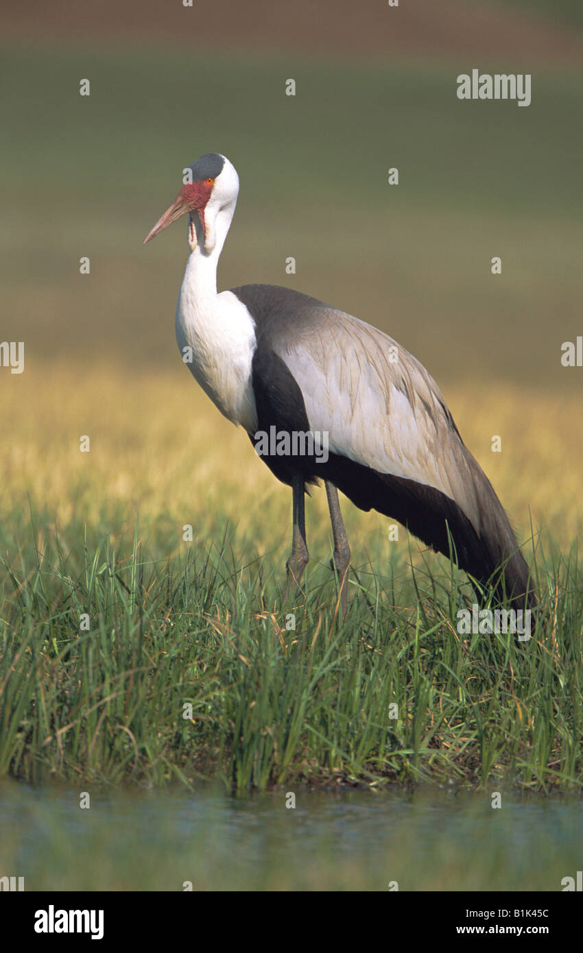 Wattle Crane (Bugeranus carunculatus) South Africa - IUCN Vulnerable - Wading in wetlands Stock Photo
