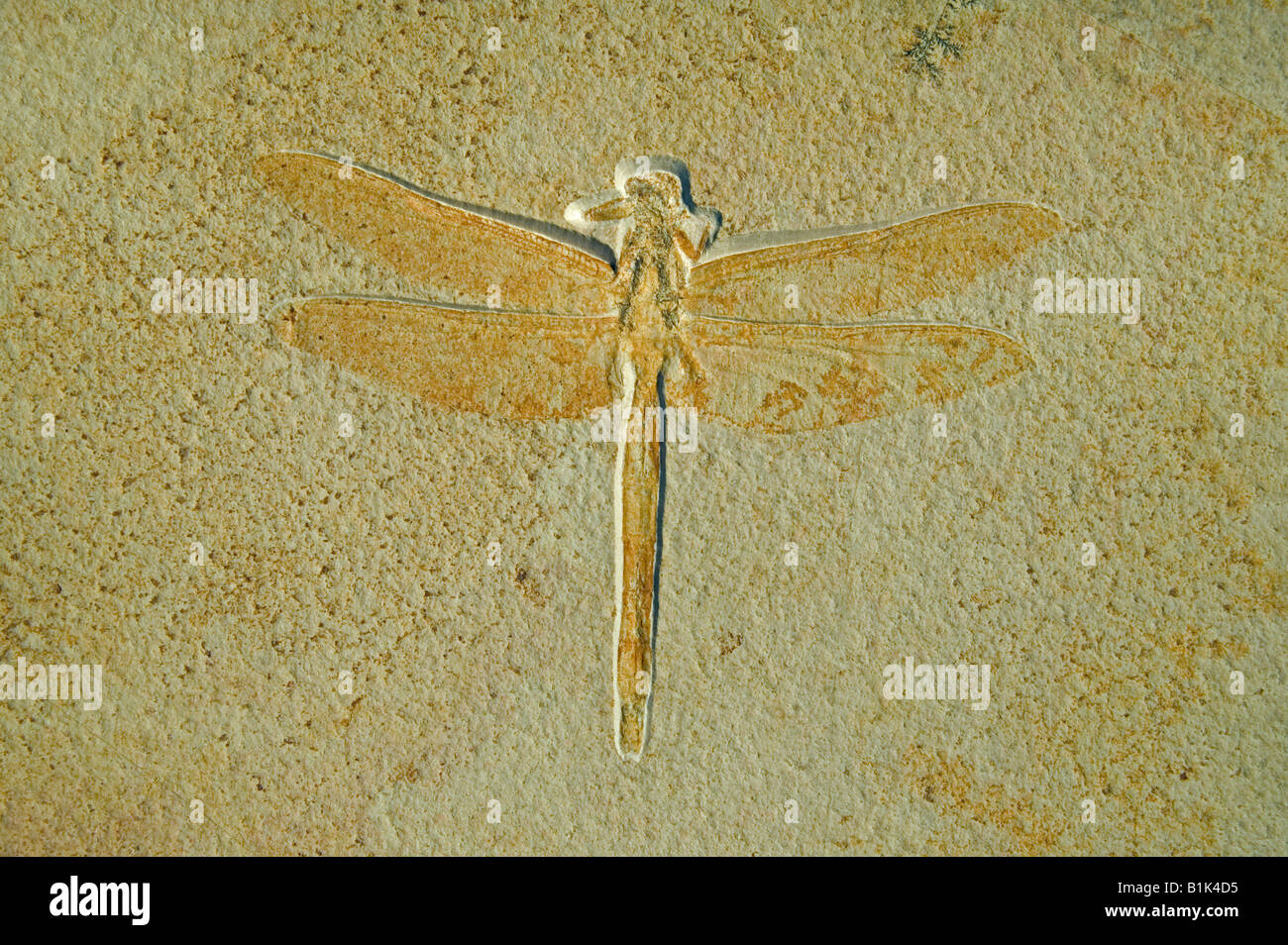 Dragonfly fossil hi-res stock photography and images - Alamy