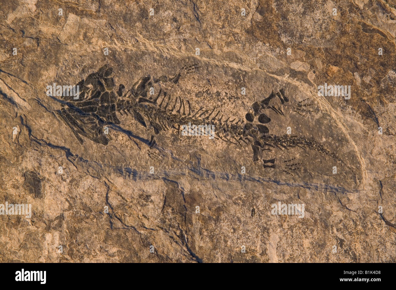 Fossil Amphibian (Discosauriscus pulcherrimus) Czech republic permian - A stegocephalia with a lizard like body Stock Photo