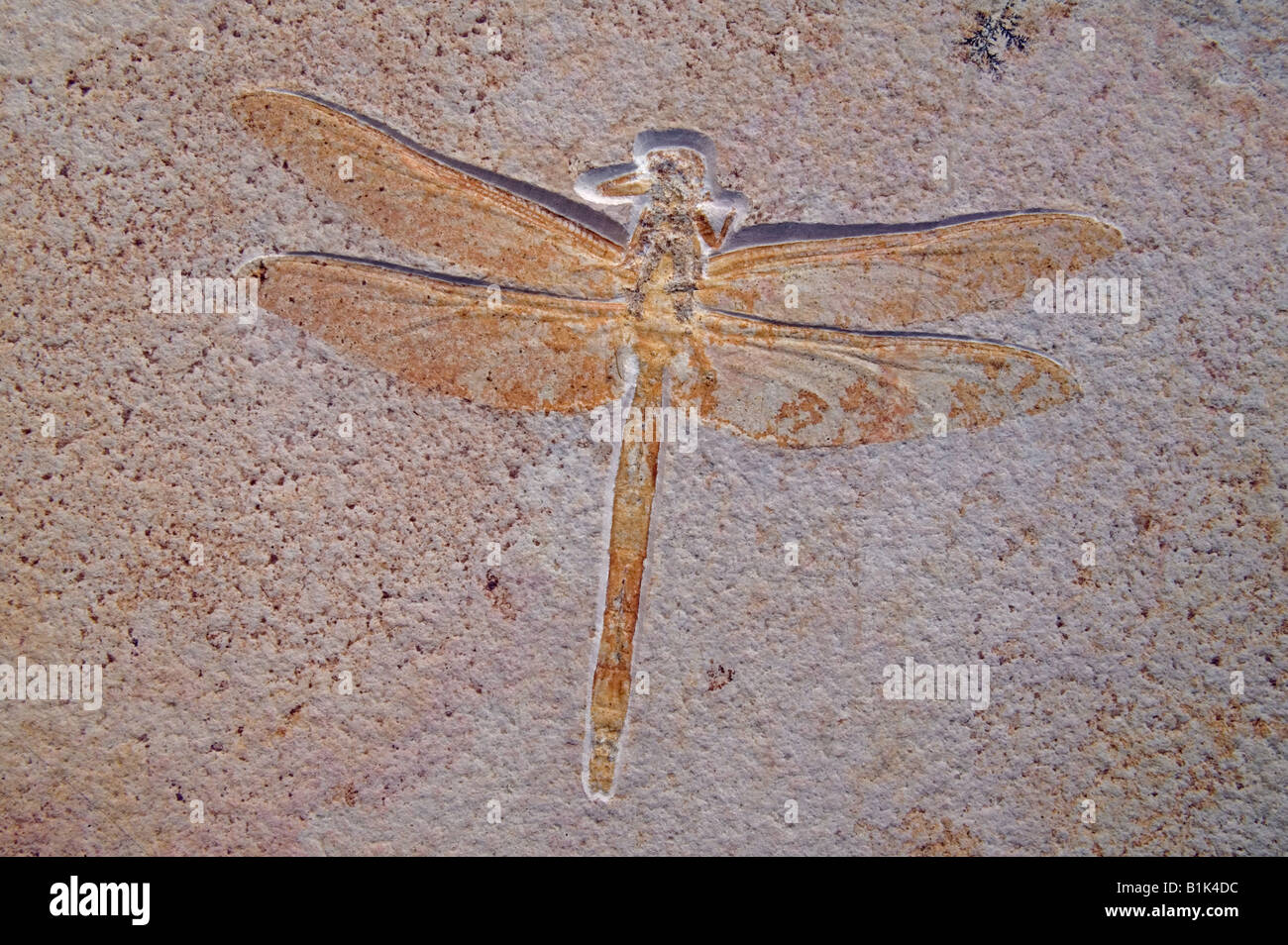 Fossil dragonfly hi-res stock photography and images - Alamy