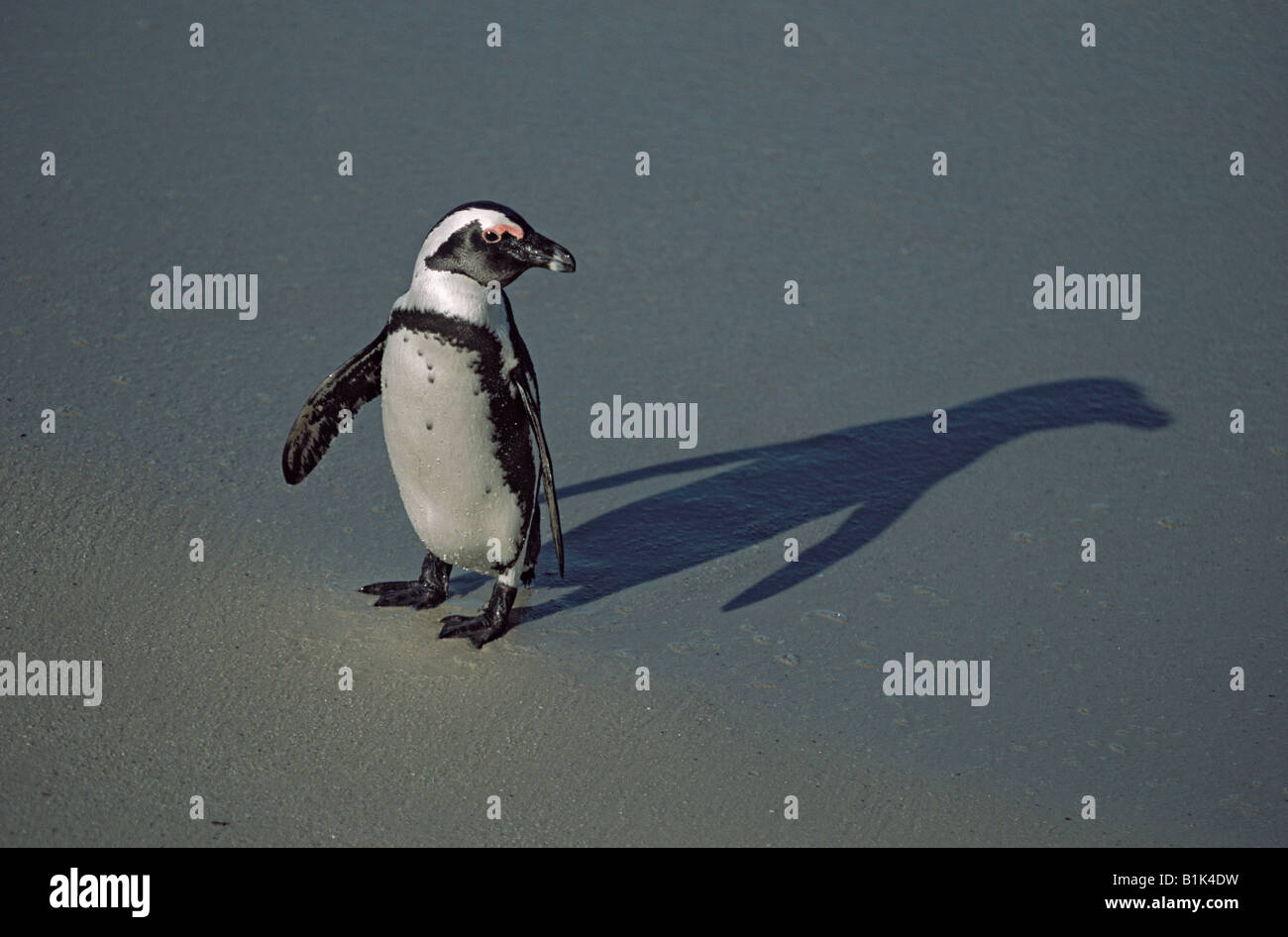 African Penguin (Spheniscus demersus) South Africa - Also called Jackass penguin Stock Photo