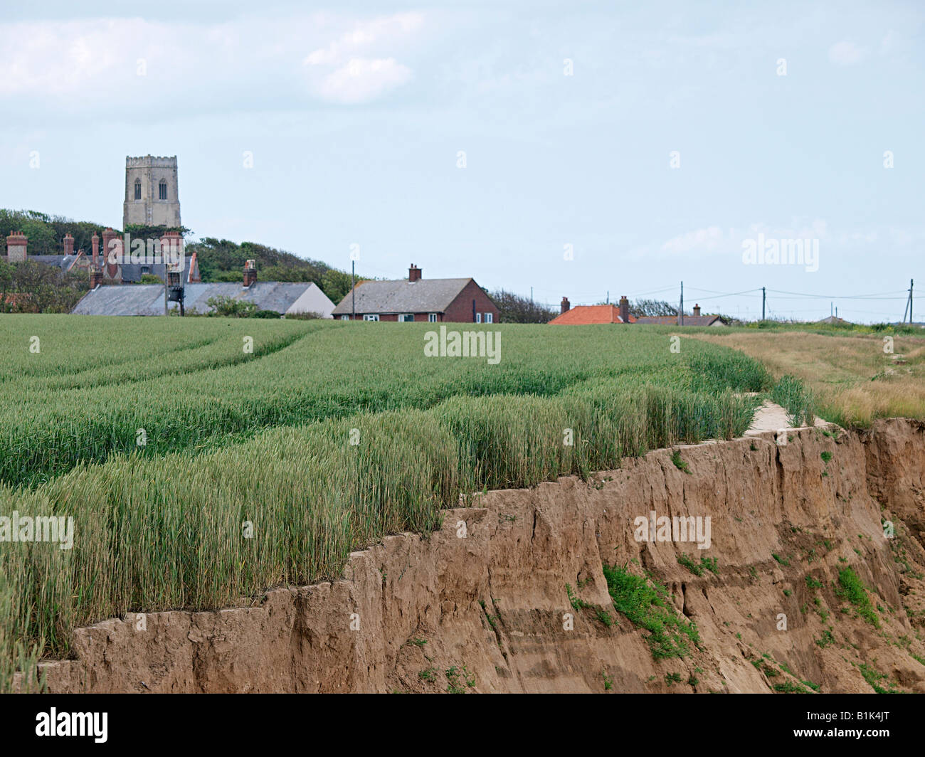 CEREAL CROP BEING GROWN CLOSE TO SOFT SANDY CLIFF EDGE AND SLIPPING TO BEACH BELOW   HAPPISBURGH NORFOLK ENGLAND UK Stock Photo