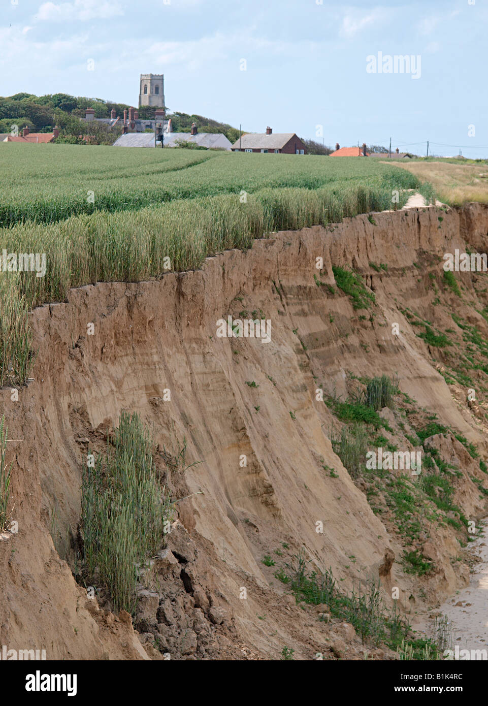 CEREAL CROP BEING GROWN CLOSE TO SOFT SANDY CLIFF EDGE AND SLIPPING TO BEACH BELOW   HAPPISBURGH NORFOLK ENGLAND UK Stock Photo