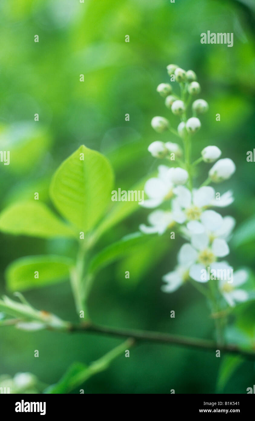 Impressionistic flowering cone of emerging white flowers and fresh spring green leaves of Bird cherry or Prunus padus tree Stock Photo