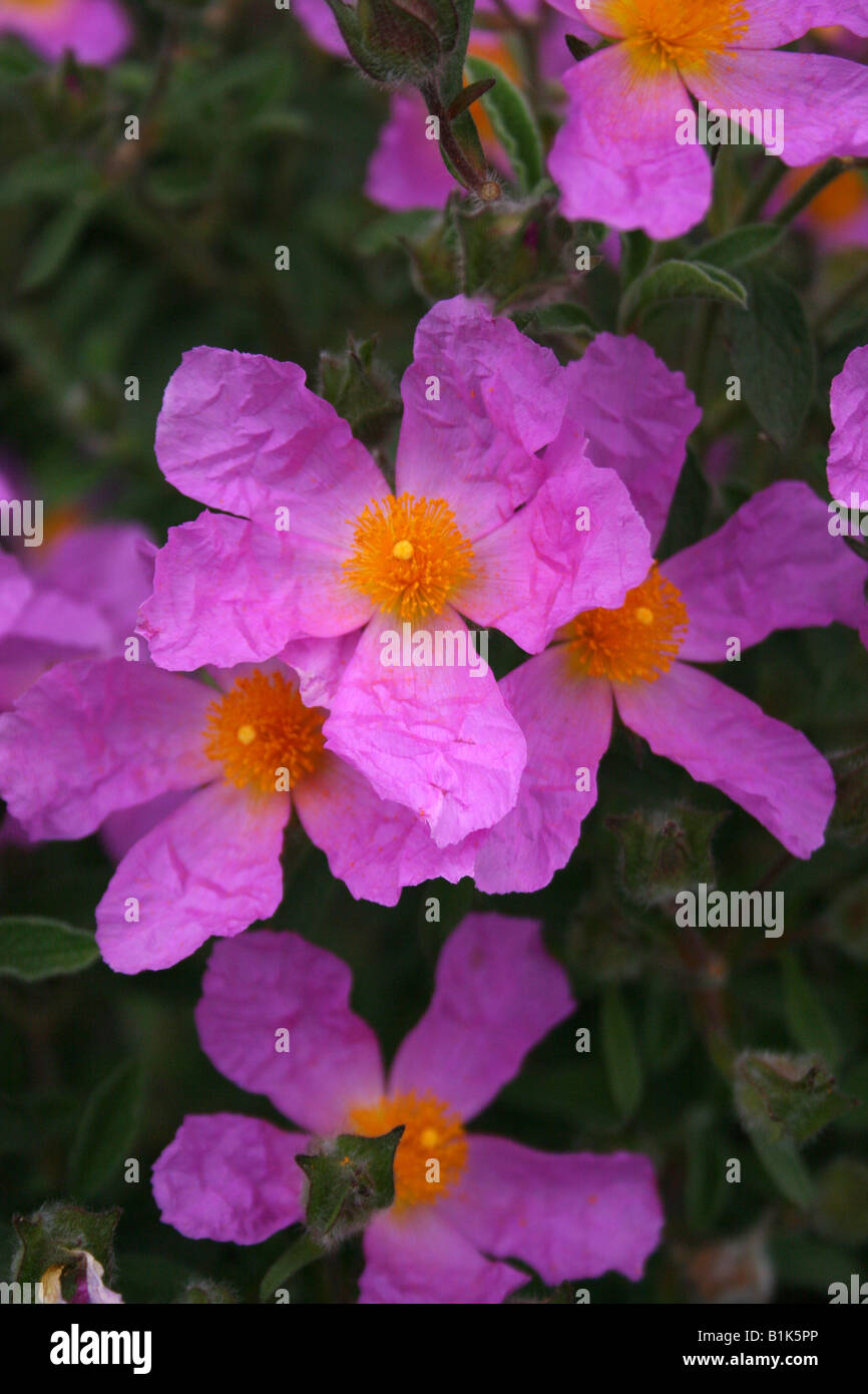 CISTUS CRETICUS ROCK ROSE SUN ROSE Stock Photo Alamy