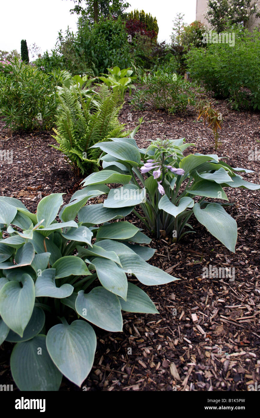 HOSTA HALCYON PLANTAIN LILY TARDIANA GROUP Stock Photo Alamy HOSTA HALCYON PLANTAIN LILY TARDIANA GROUP Stock Photo Alamy