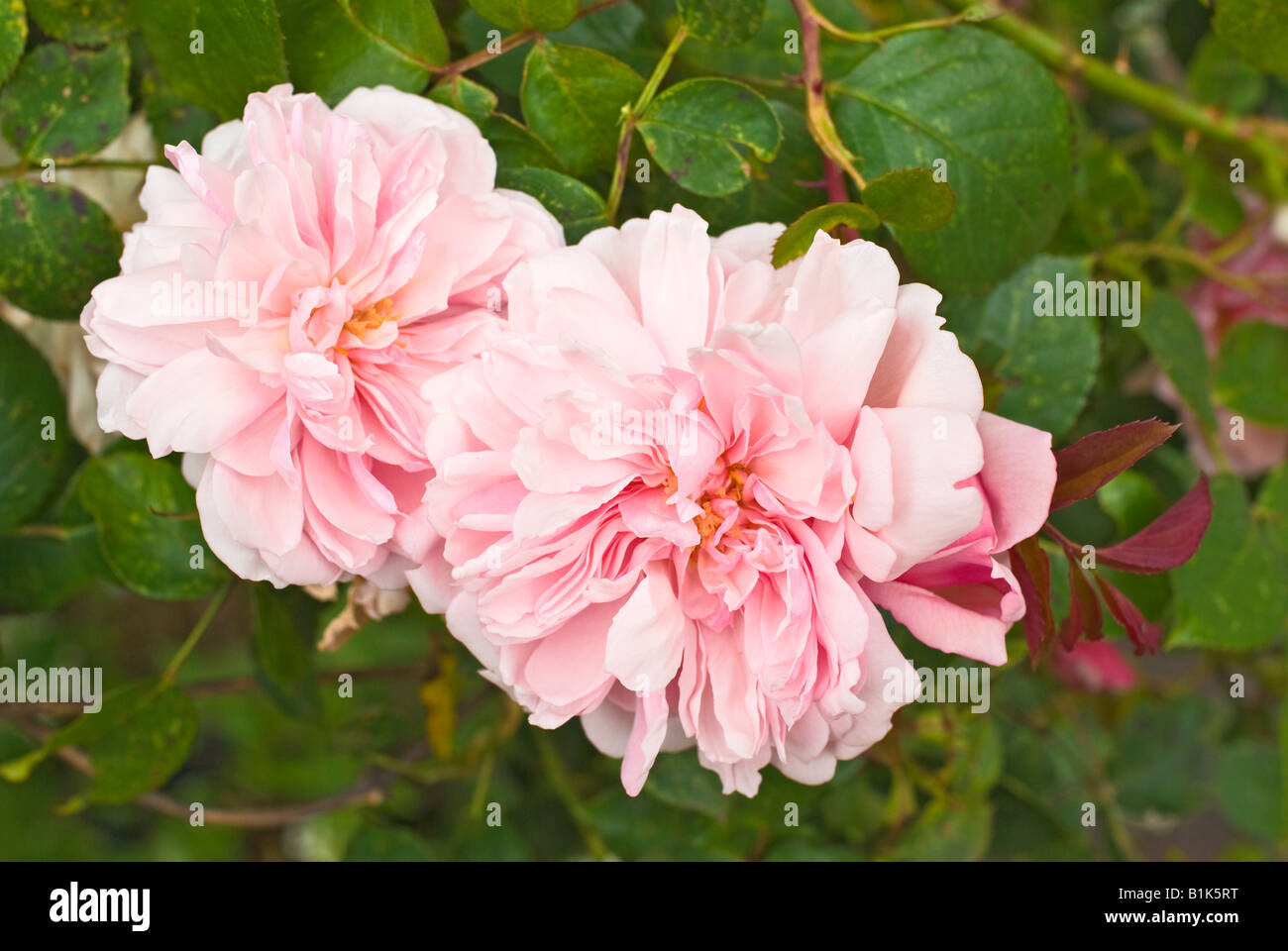 Close up of pink fragrant rose Albertine in June in UK Stock Photo