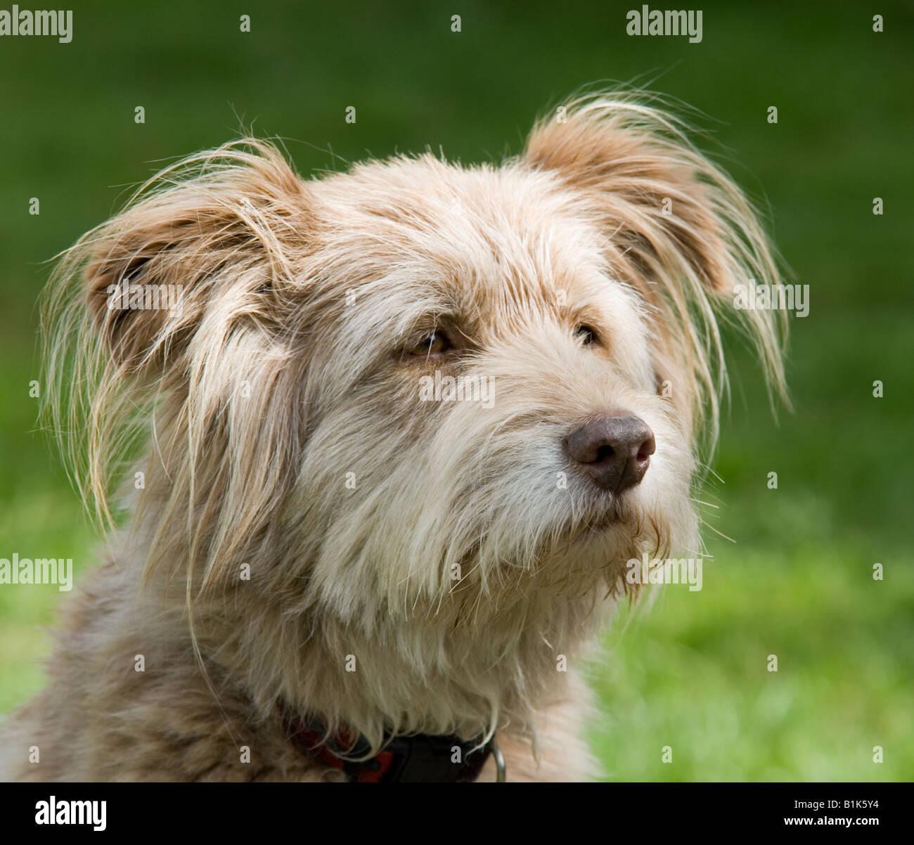 Cute, fluffy, unusual k9 dog in relaxed pose with adorable fluffy ears
