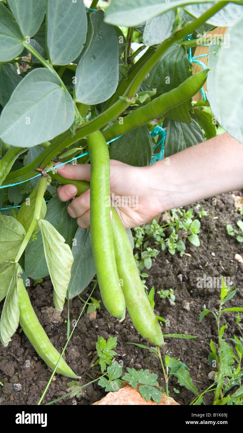 Picking broad bean uk hi-res stock photography and images - Alamy