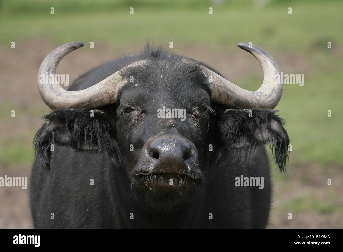 Cape Buffalo Syncerus caffer Stock Photo - Alamy