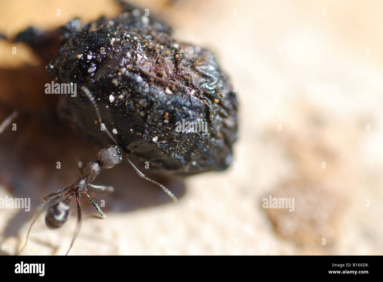 Ants close up lifting an olive pip Stock Photo