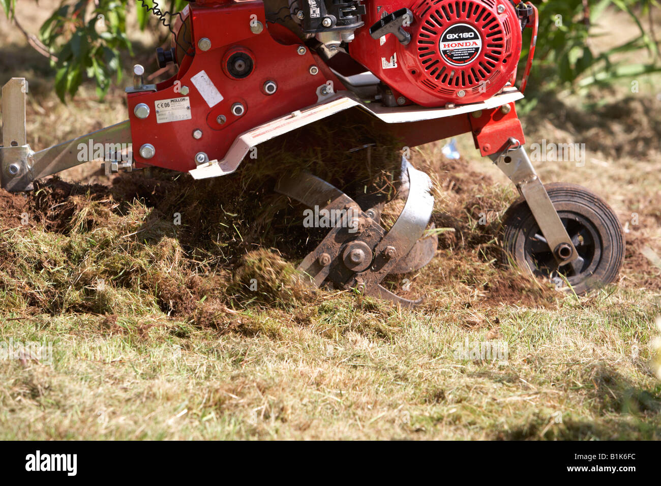 petrol driven garden rotavator being used to churn up soil in a garden newtownabbey northern ireland Stock Photo