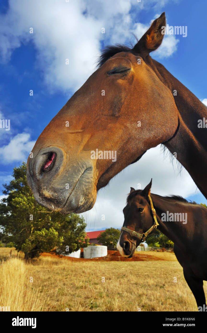 Exhausted horse hires stock photography and images Alamy