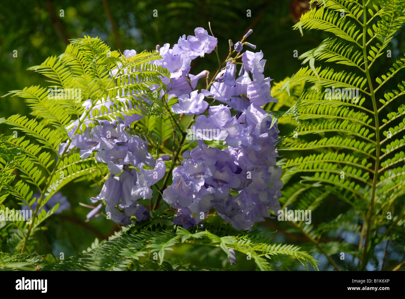 Jacaranda leaves hires stock photography and images Alamy