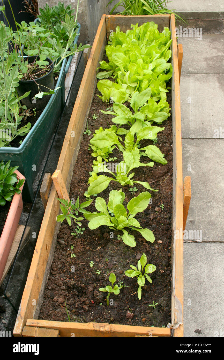 Wooden container in a domestic garden containing lettuce and spinach UK Stock Photo