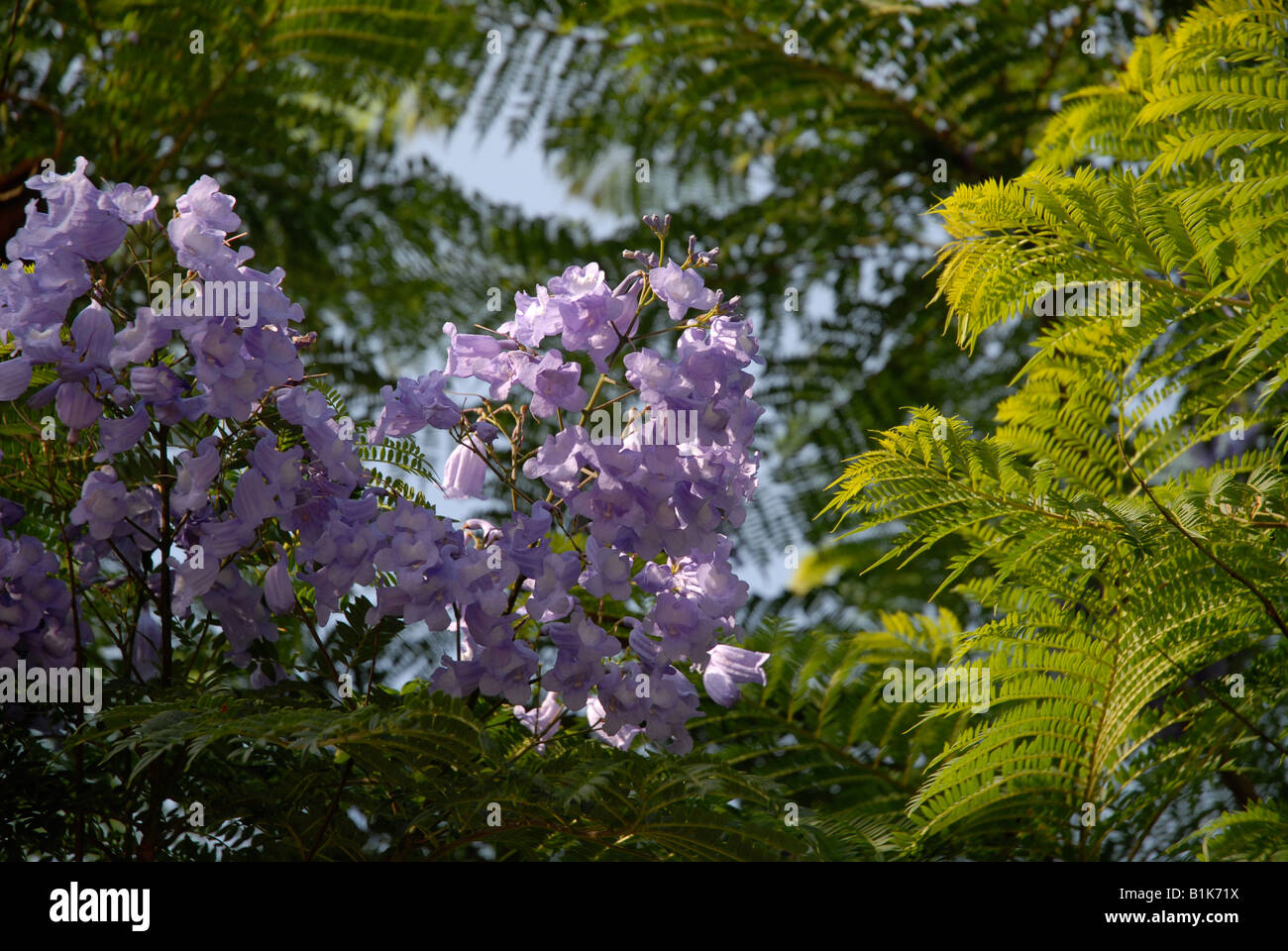 Jacaranda Tree In Flower Javea Xabia Alicante Province Comunidad Valenciana Spain Stock Photo Alamy