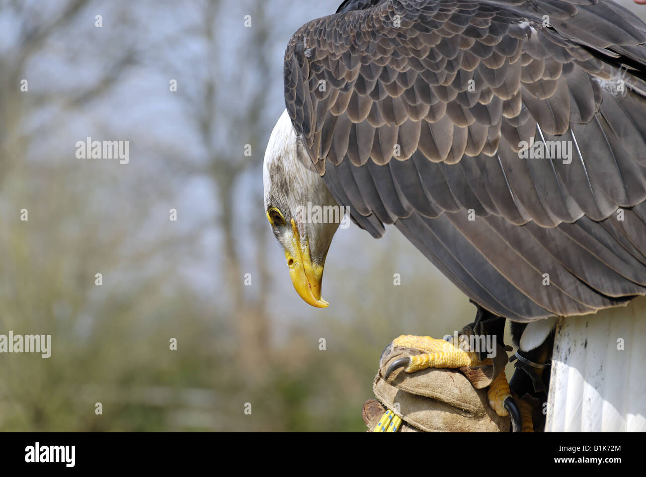 Bald Eagle (Haliaeetus leucocephalus) on Falconers glove Stock Photo