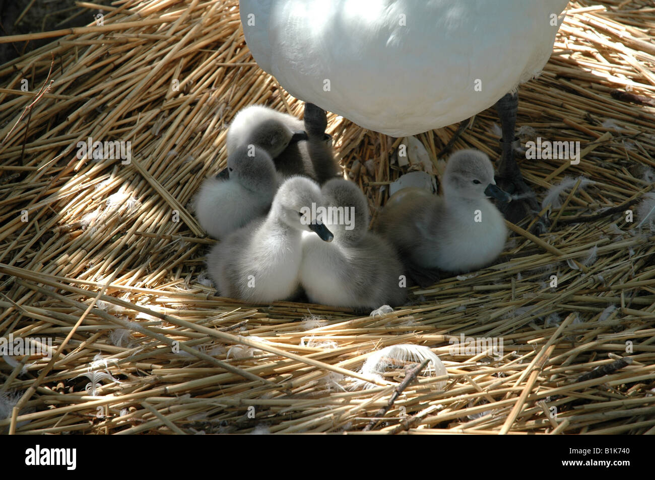 Baby swans nestling under mother Stock Photo