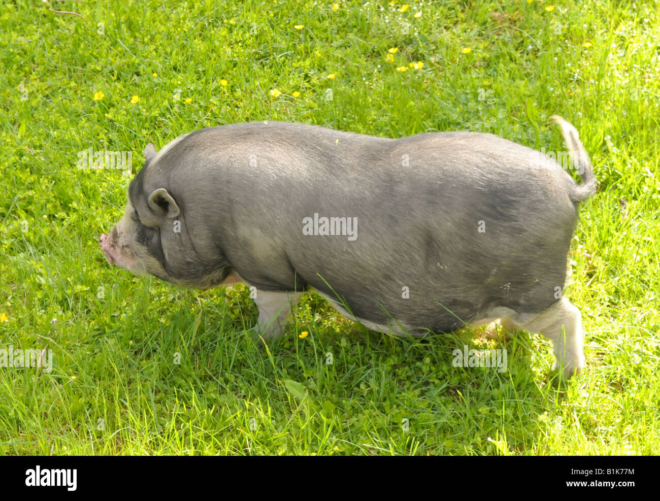 Vietnamese Pot-bellied Pig Stock Photo - Alamy