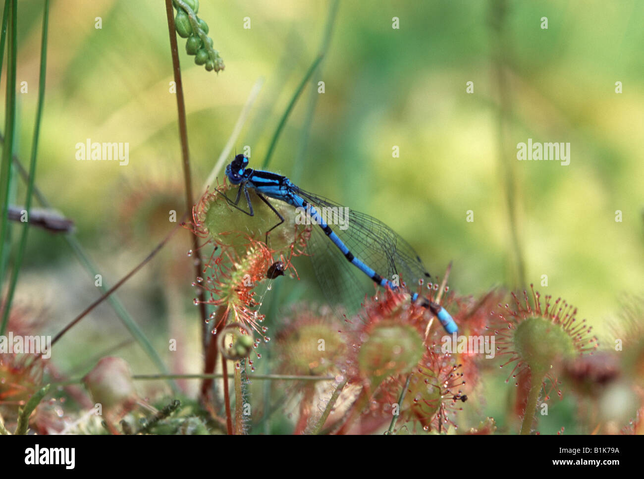 Common Blue Damselfly caught in Sundew Stock Photo - Alamy