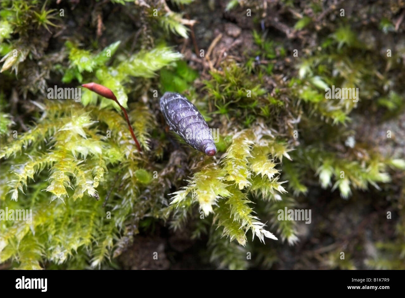 Door snail Alinda biplicata Balea biplicata showing habitat and scale Stock Photo
