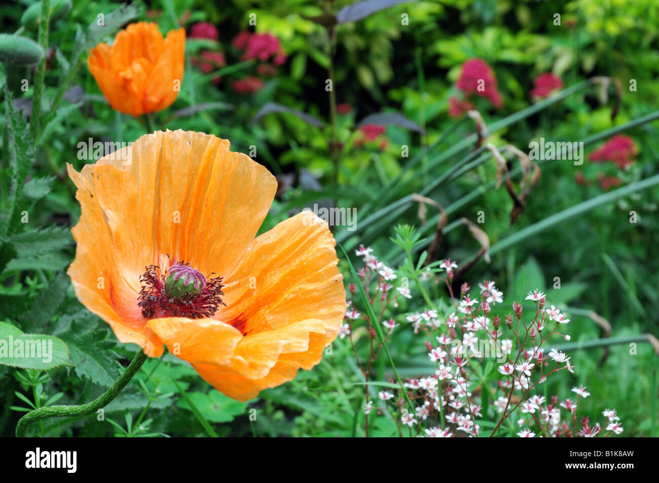 Orange poppy flower, Oriental Papaver orientale Stock Photo Alamy