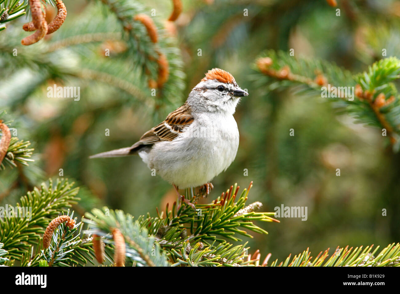 Chipping Sparrow perched in Spruce Tree Stock Photo