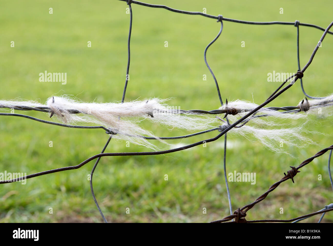 Sheep wool caught on barbed wire fencing Stock Photo Alamy