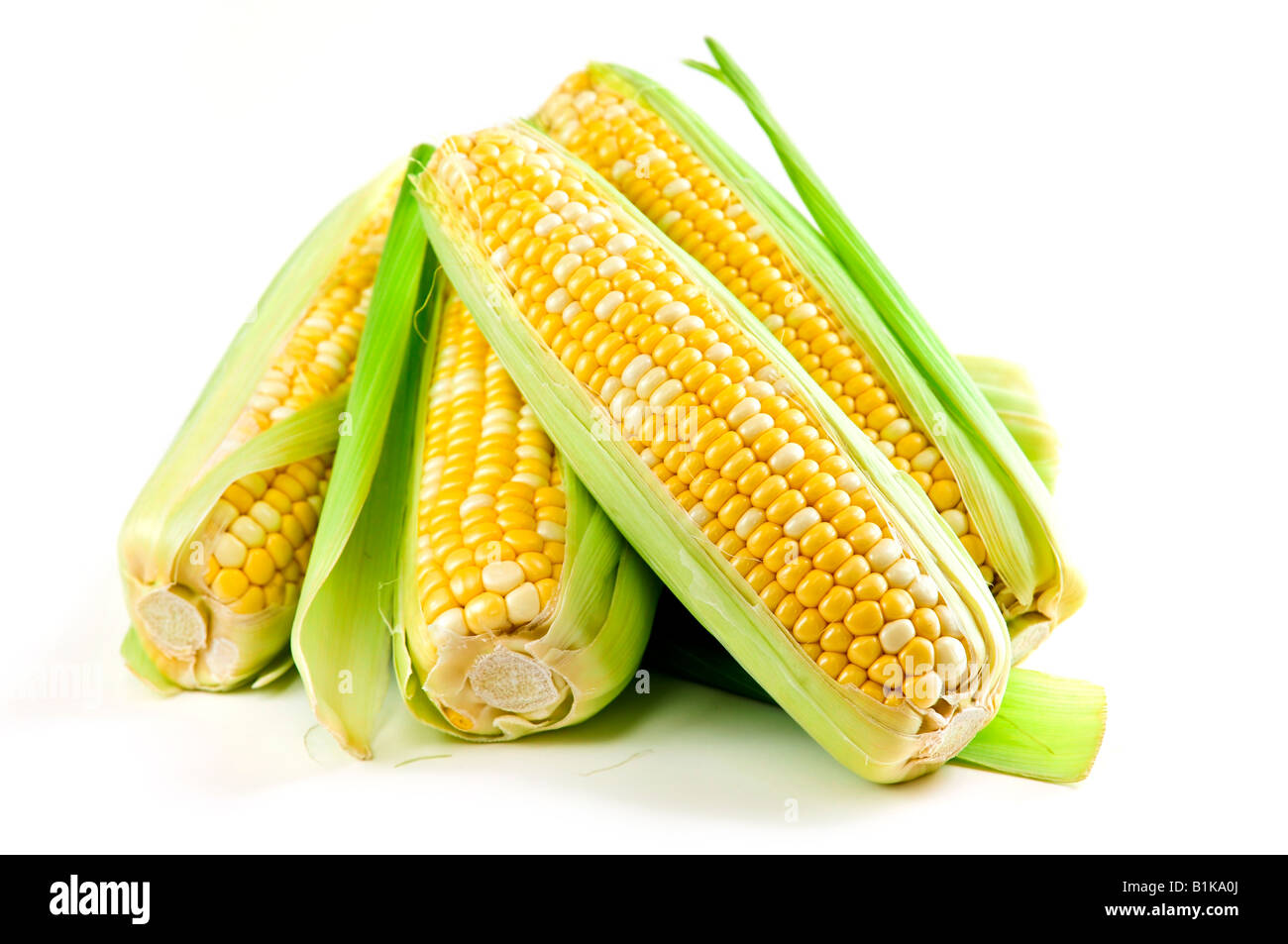 Ears of fresh corn isolated on white background Stock Photo Alamy