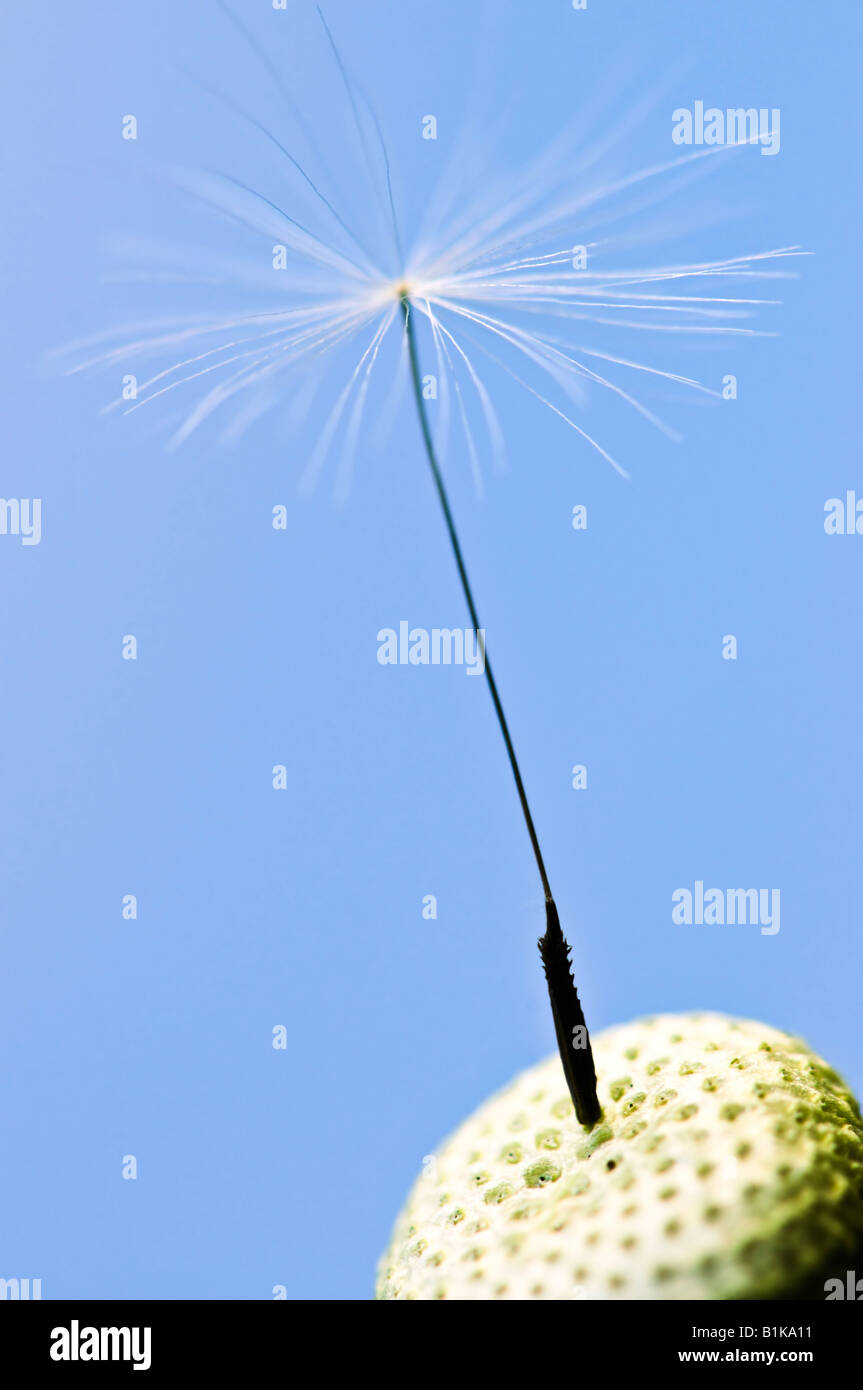 Macro of one dandelion seed on blue background Stock Photo