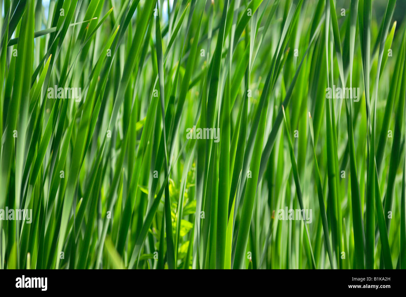 Reed Stock Photo