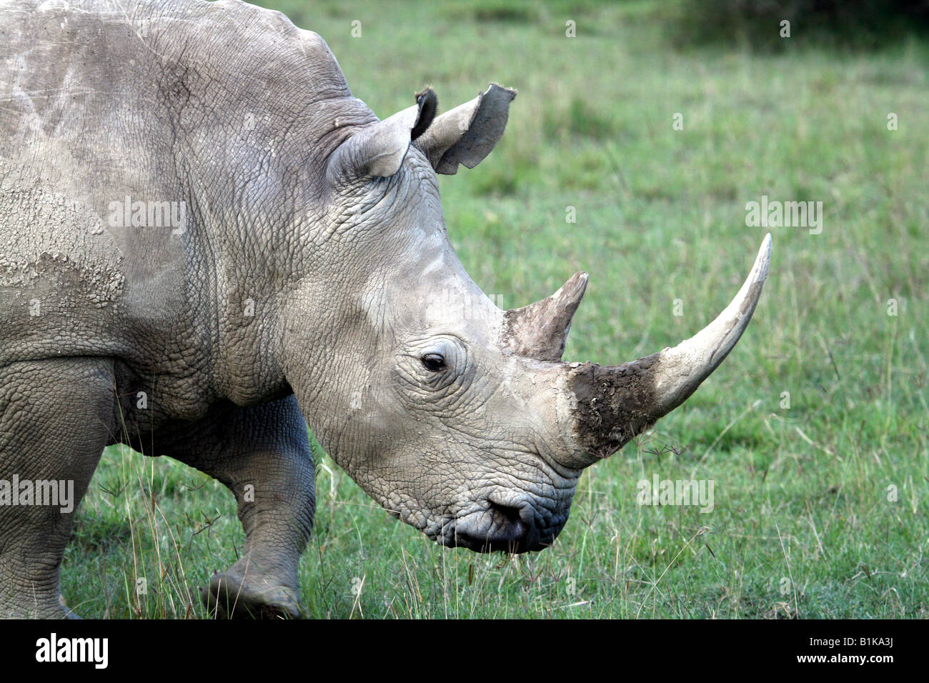 White Rhino in Lake Nakuru National Park, Kenya Stock Photo
