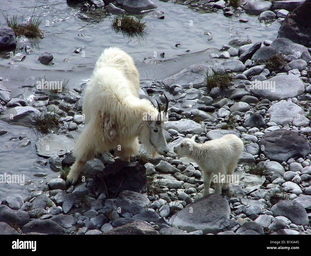 Mountain Goat and Kid Stock Photo - Alamy