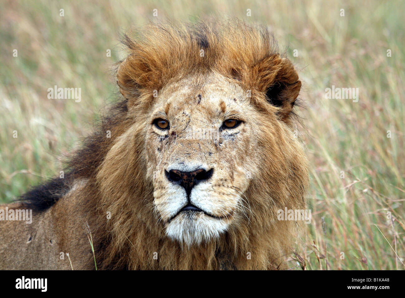 Lion taken in Ngorongora Crater, Tanzania Stock Photo