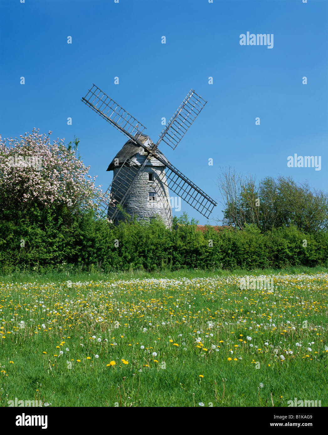 Stembridge Tower Mill the thatched windmill at High Ham in Somerset, England. Stock Photo