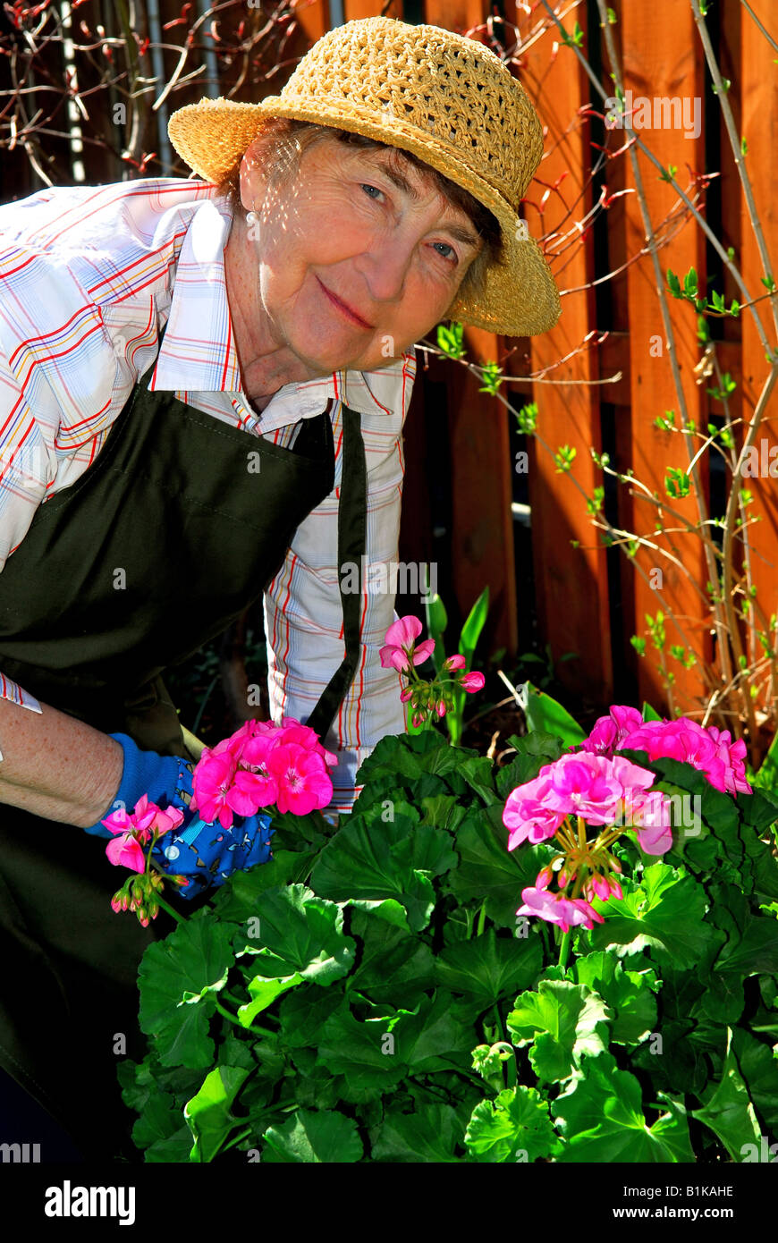 Senior woman working in her garden in the spring Stock Photo - Alamy