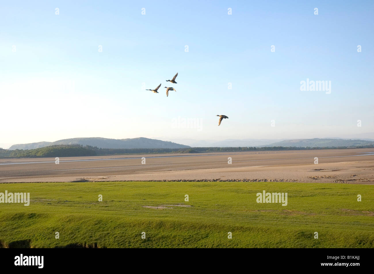 Arnside Ducks Stock Photo