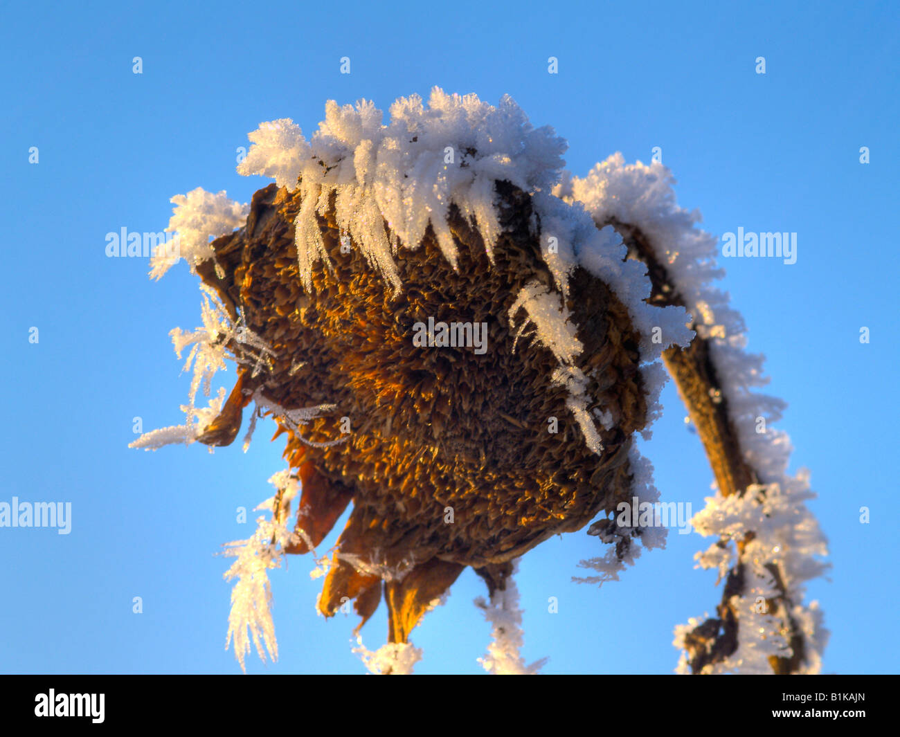 last seasons sunflowers covered with frost Stock Photo Alamy
