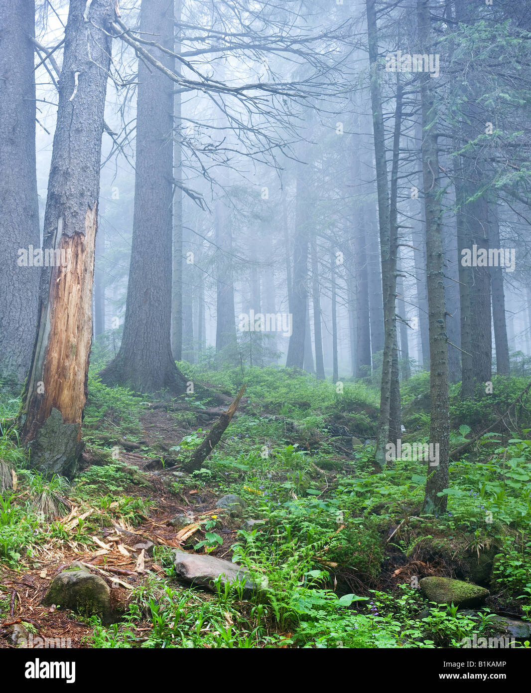 Summer landscape pine tree hi-res stock photography and images - Alamy