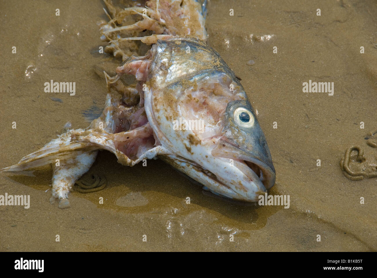 A Dead Gutted Fish lying on the beach Stock Photo