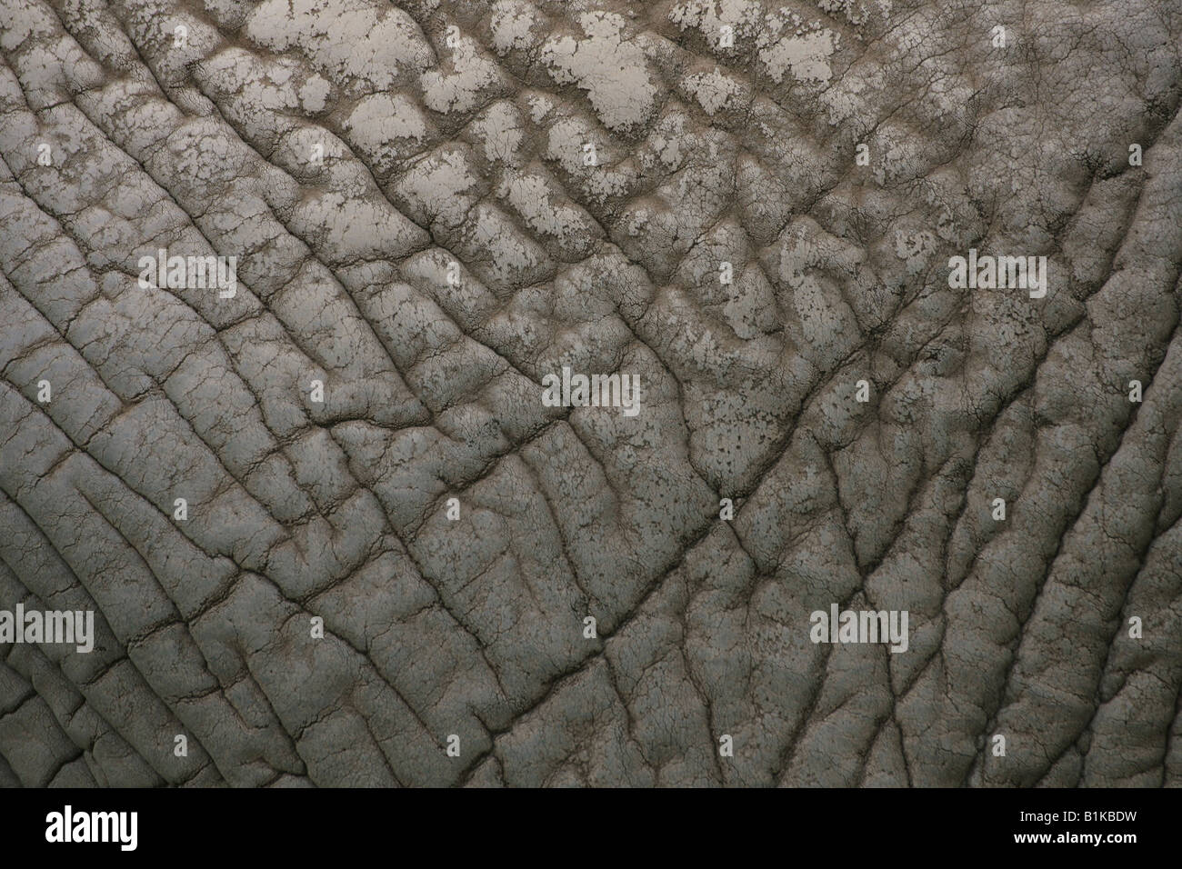 Close up of an African Elephants skin Stock Photo Alamy