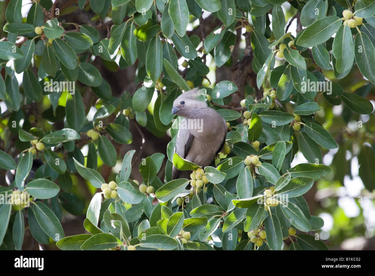 Grey Lourie or Go-away Bird - Corythaixoides concolor on Marula Tree with Marula fruits Stock Photo