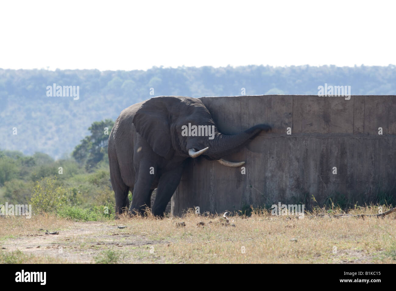 A tired and thirsty elephant seeks water from a man made water tank fed by a bore hole in the Kruger NP South Africa. Stock Photo