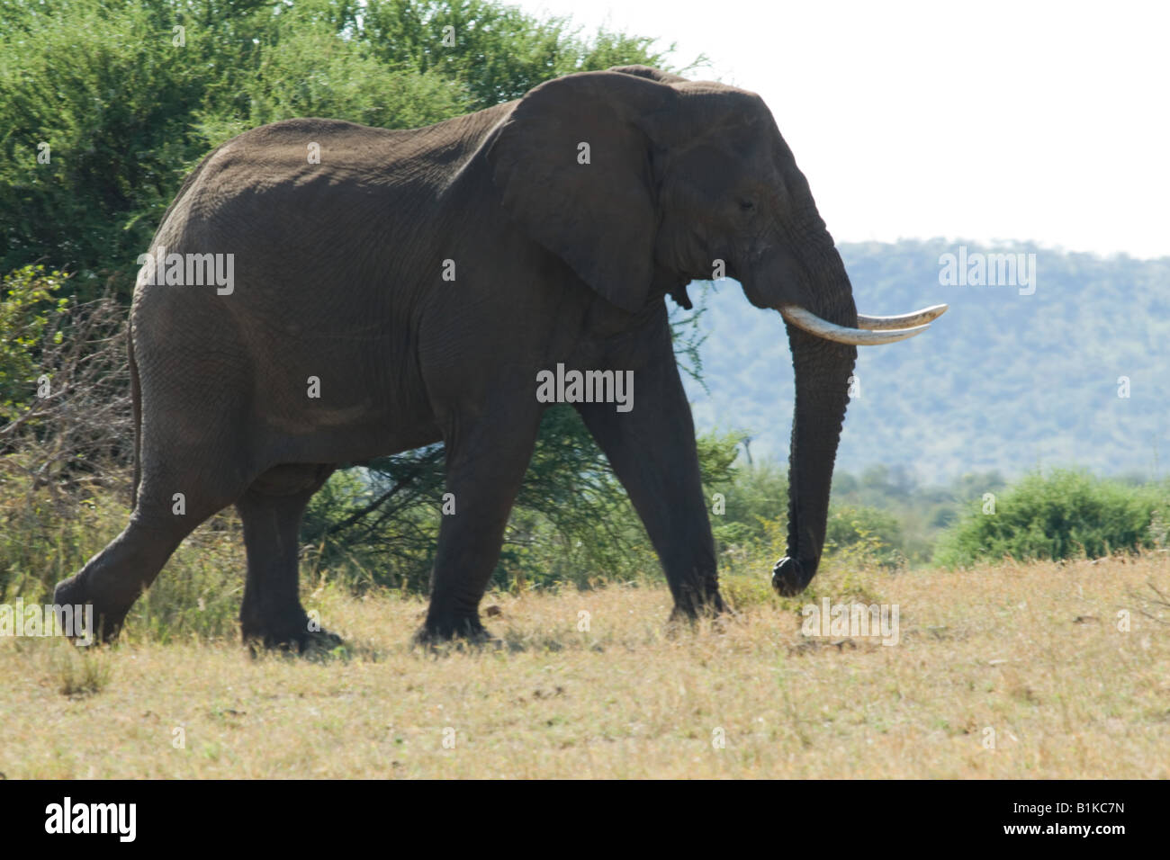 Big tusker hi-res stock photography and images - Alamy