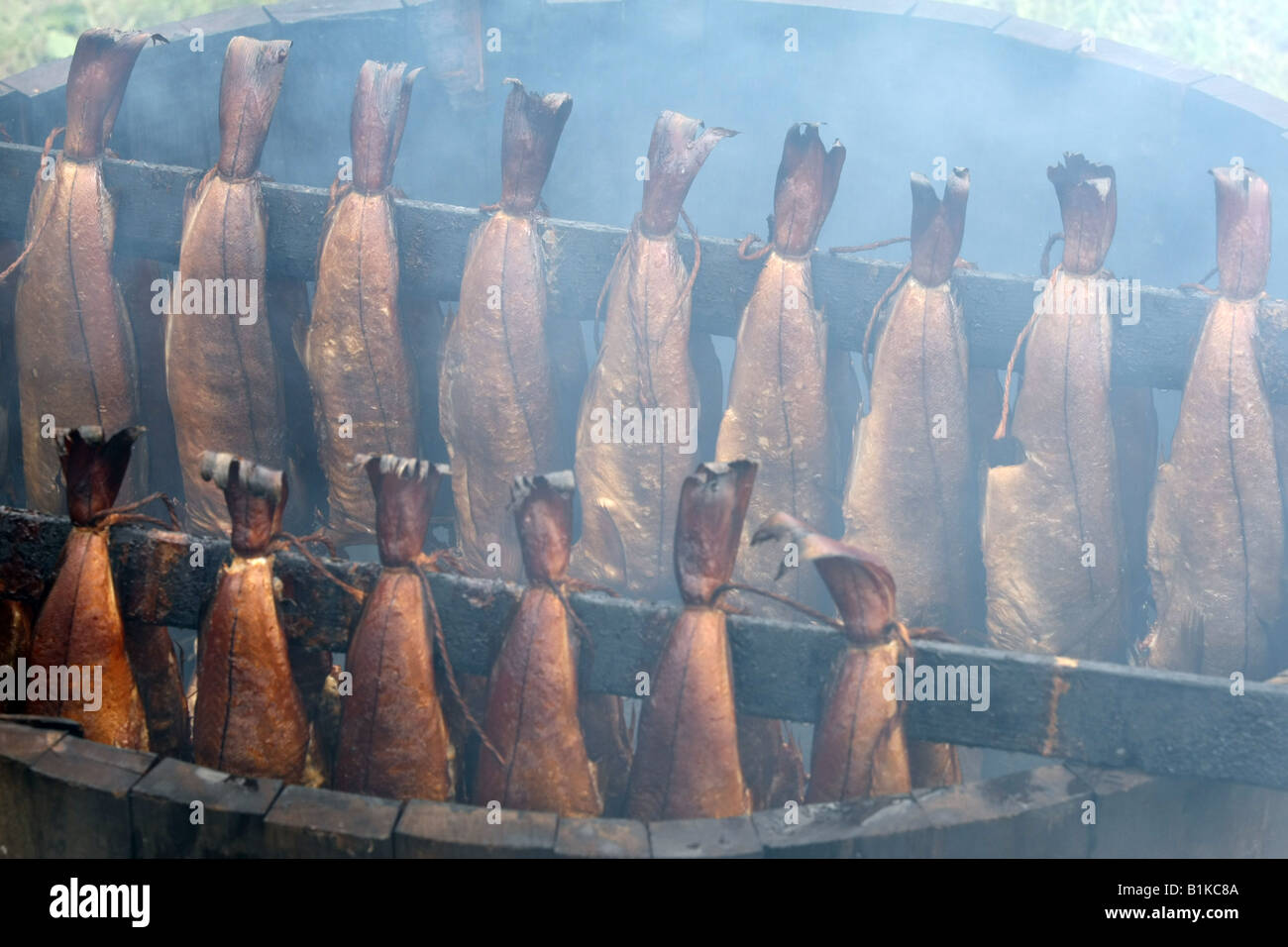 Arbroath smokies. Haddock being smoked in the traditional way in a