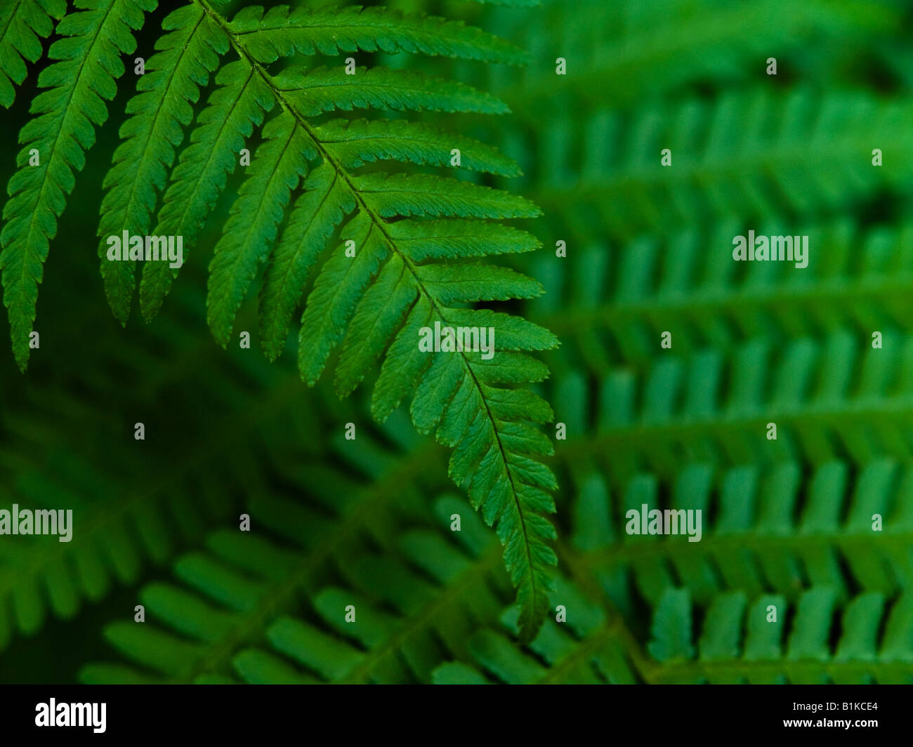 Fern leaves in forest hi-res stock photography and images - Alamy