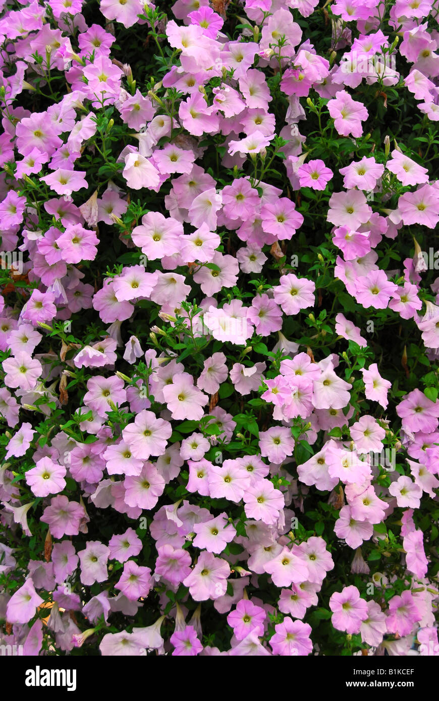 Floral background of blooming pink petunia flowers Stock Photo - Alamy